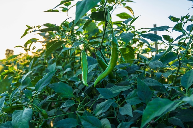 Verse chili op chiliboom