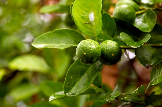 Verse citroen Limoen Citrus aurantifolia aan de boom