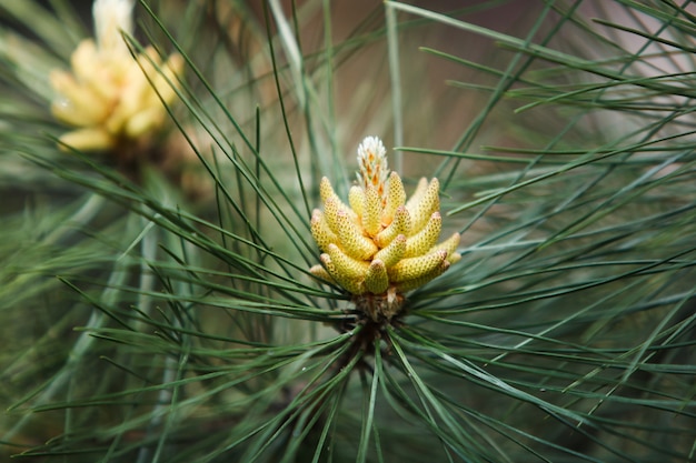 Verse denneappel in het bos.