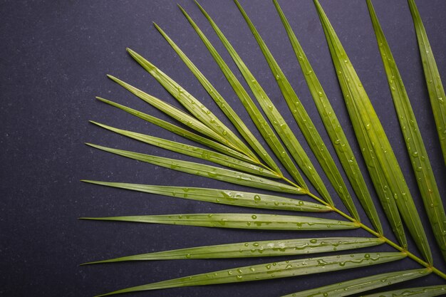 Verse donkergroene van palmblad met waterdruppel op zwarte stenen bord