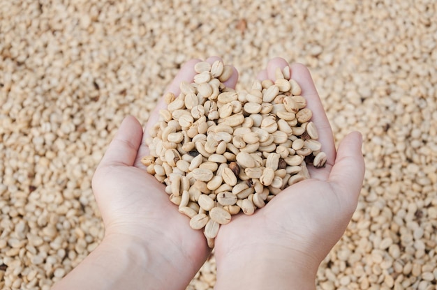 Verse droge koffiebonen in de hand van de vrouwenboer