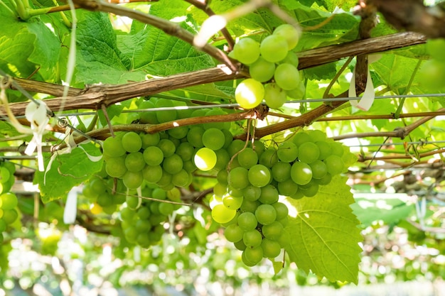 Verse druiven op wijnstok bij wineyard alvorens te oogsten.