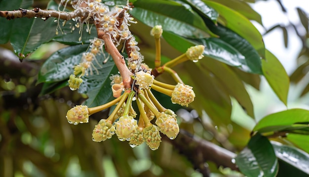 Verse durian bloem en toppen aan de boom