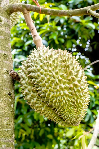 verse durian op de boerderij, Thais koningsfruit