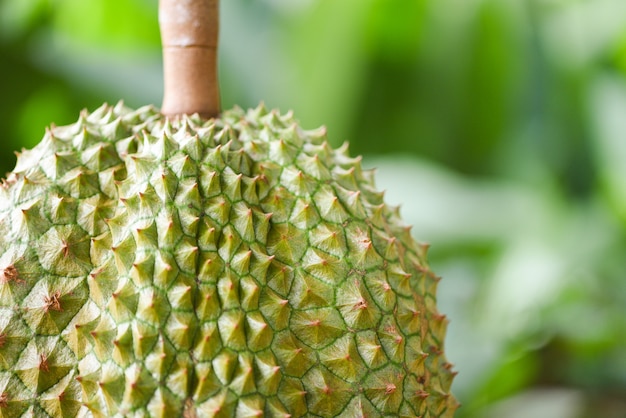 Verse Durian tropische fruittuin op groene aard