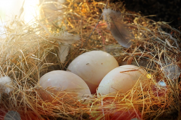 Verse eendeieren in een nest van hooi