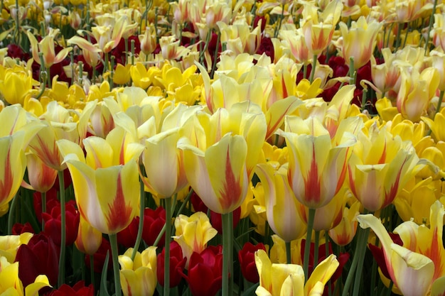 Verse eerste lente bloemen Mooie gele tulpen lente achtergrond