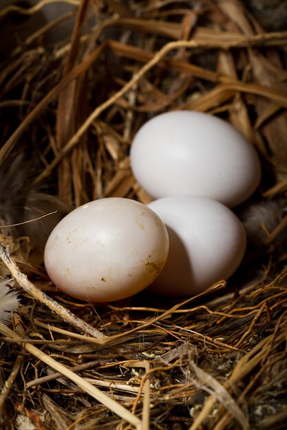 Verse eieren in een nest