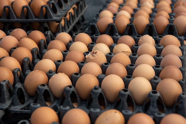 Verse eieren producten te koop in supermarkt