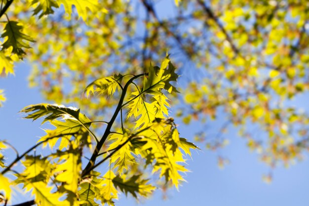 Verse eikenbladeren bij zonnig weer