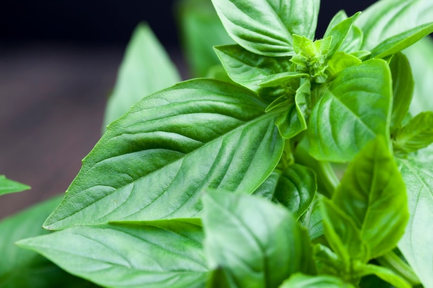 Foto verse en geurige groene basilicum