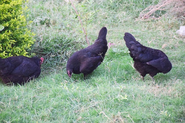 Verse en gezonde kippen op de boerderij