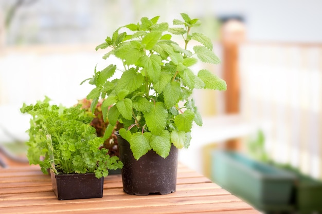 Verse en gezonde kruiden pepermunt op het eigen balkon