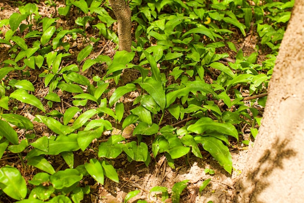 Verse en gezonde wilde eetbare planten van wilde prei groeien in het vroege voorjaar bos Allium ursinum bekend als wild of beer knoflook ramson bovenaanzicht in zonnig veld