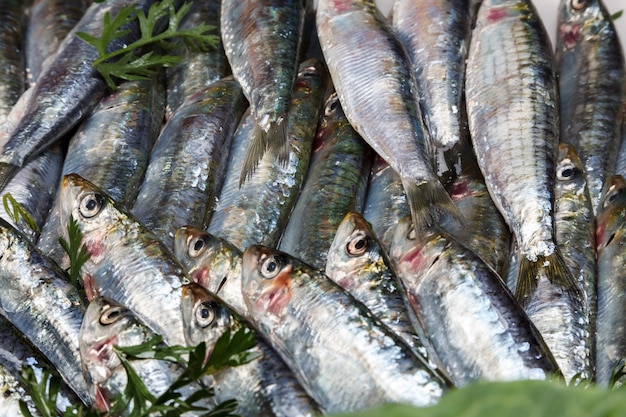 Verse en rauwe sardines