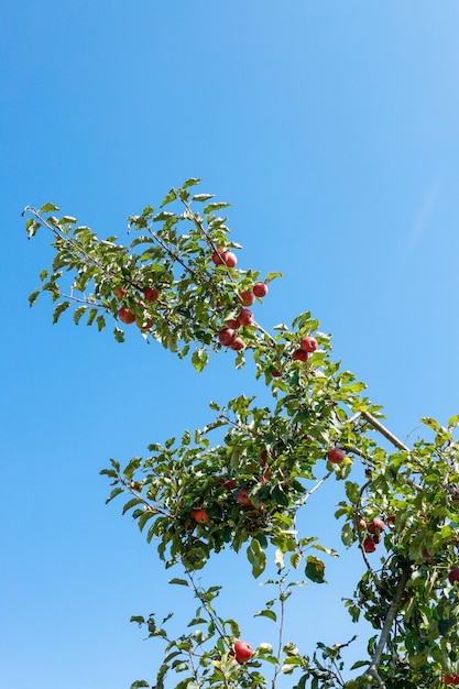 verse en sappige appels klaar voor de oogst in de appelplantage. Appelboom.