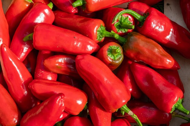 Verse espelettepaprika's oogsten in een houten kist in de zomer