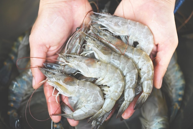 Verse garnalengarnalen voor het koken van zeevruchten in de keuken of koop garnalen in de winkel op de vismarkt witte garnalen rauwe garnalen bij het wassen van garnalen op kom