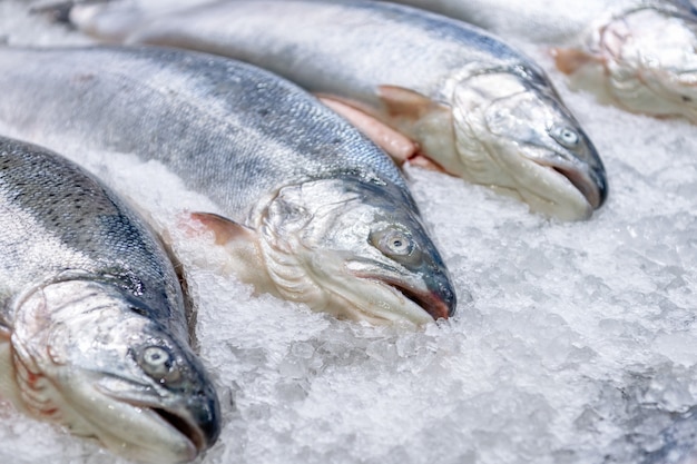 Verse gekoelde zalm in hele karkassen ligt op ijskruimels