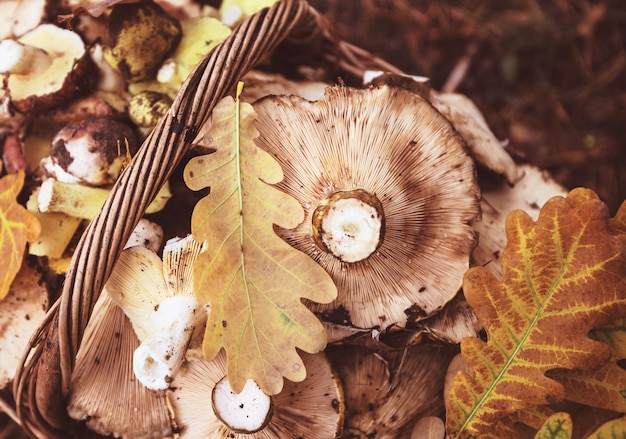 Verse gele champignons in het herfstseizoen