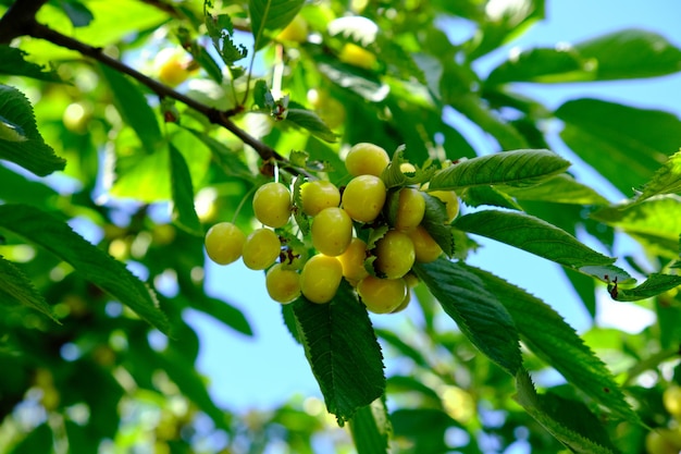 Verse gele kersenfruittak badend in zonlicht