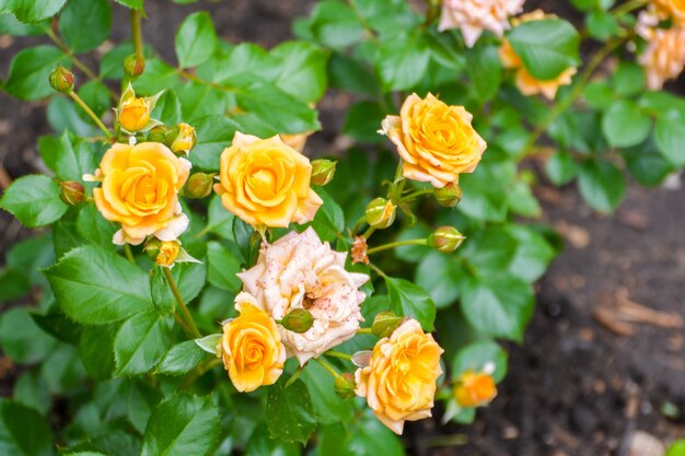 Verse gele rozen in groene zonnige tuin