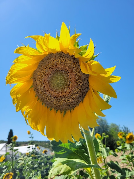 verse gele zonnebloem met zonnebloempitten, zonnebloemolie op blauwe achtergrond. Plat liggend. Ruimte kopiëren.