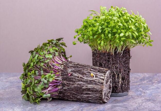 Verse gezonde microgreens kool en waterkers