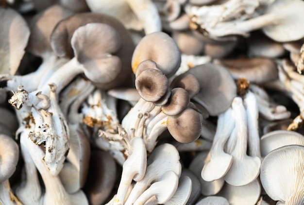 Verse grijze oesterzwam op mand verse rauwe oesterzwam voor het koken van voedsel of verkopen op de markt