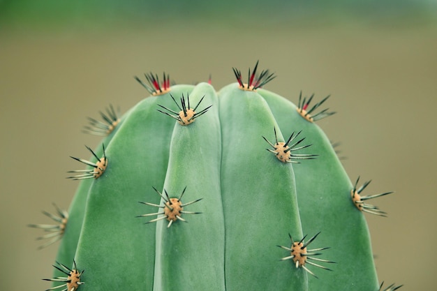 Verse groei op cactus