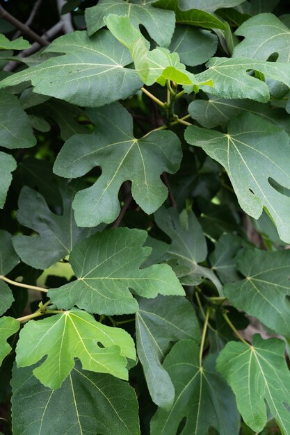 Verse groene aardbeiboombladeren. Hoge kwaliteit foto