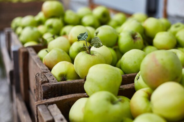 Verse groene appels op de houten kistenoogst