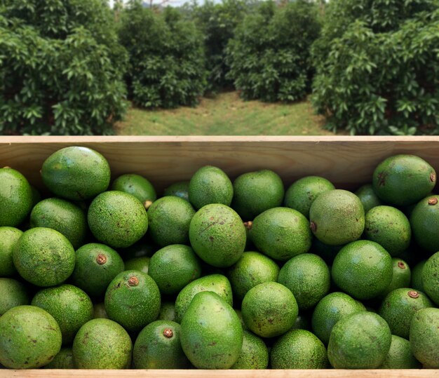 Verse groene avocadovruchten op houten doos van tuingebied