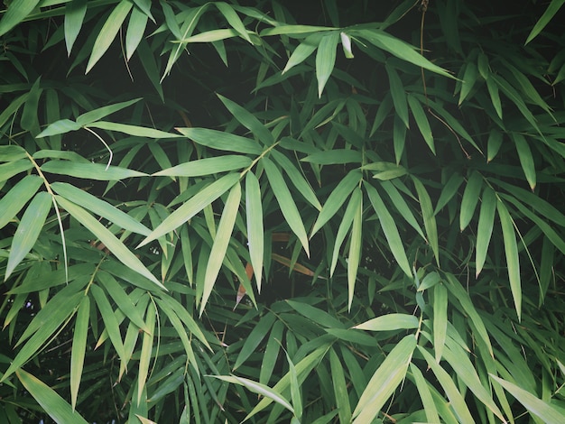 Verse groene bamboebladeren bij tropisch regenwoud.