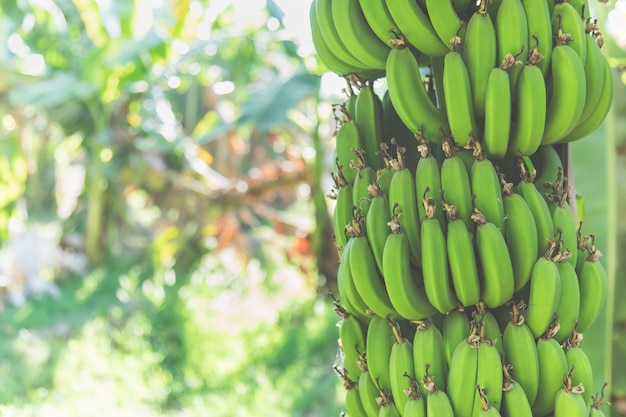 Verse groene bananen die op een boom op aanplanting groeien