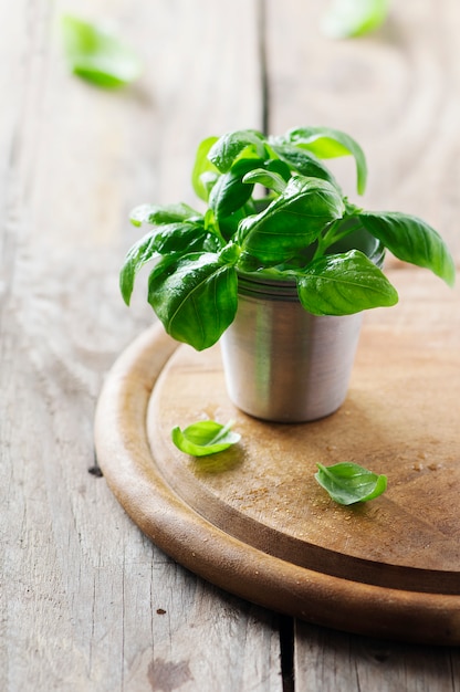 Verse groene basilicum op de tafel