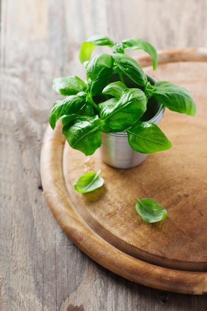 Verse groene basilicum op de tafel