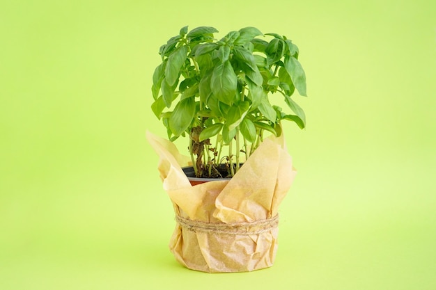 Verse groene basilicumplant in pot op een groene achtergrond