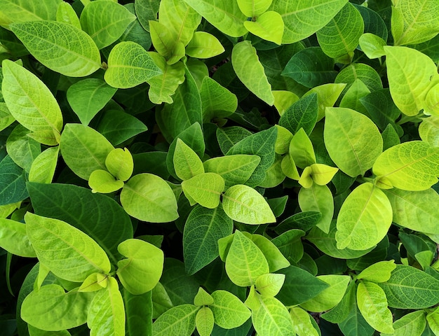 Verse Groene Blad Gebladerte Achtergrond