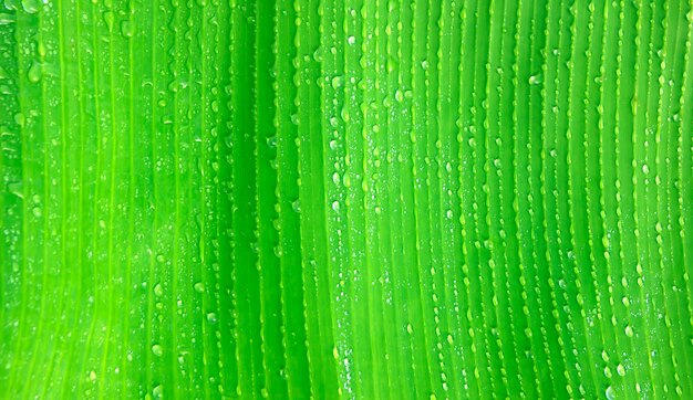 Verse groene bladeren achtergrondbanaanbladeren