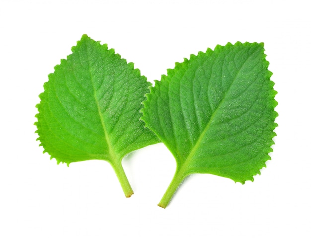 Verse groene bladeren geïsoleerd op wit