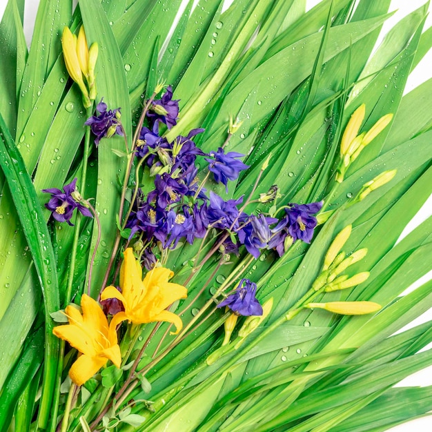 Verse groene bladeren gele lelieknoppen blauwe bellen en dauwdruppels Mooie natuurlijke achtergrond