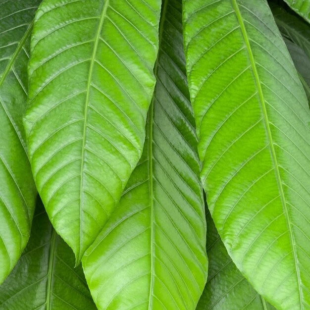 Foto verse groene bladeren in de tuin