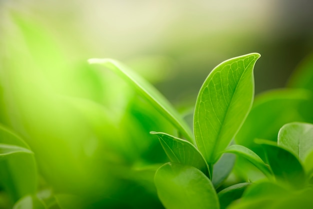 Verse groene bladeren met kopie ruimte, wazig bokeh en zonneschijn achtergrond.