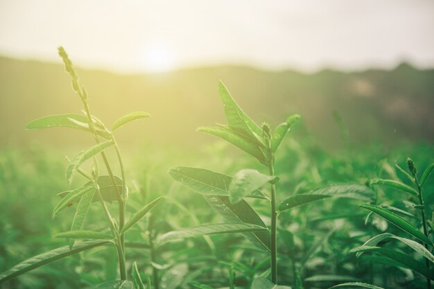 Verse groene bladeren met ochtendlicht