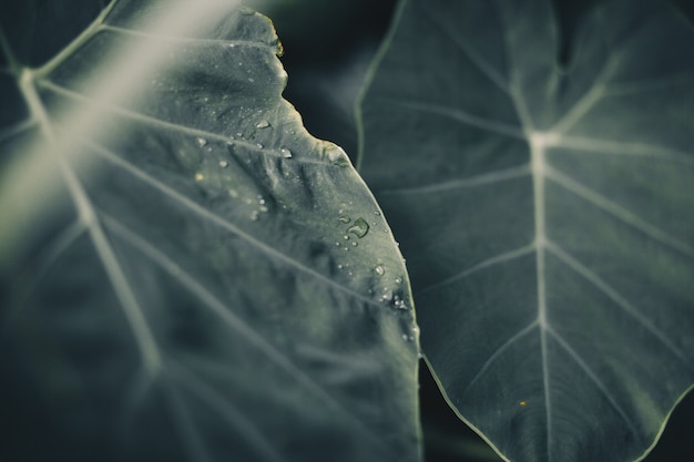 Foto verse groene bladeren na regen