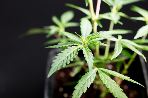 Verse groene bladeren van hennep Cannabis geïsoleerd op donkere zwarte achtergrond Medische marihuana
