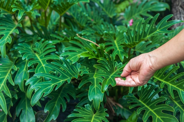 Verse groene bladeren van philodendron xanadu in tuin