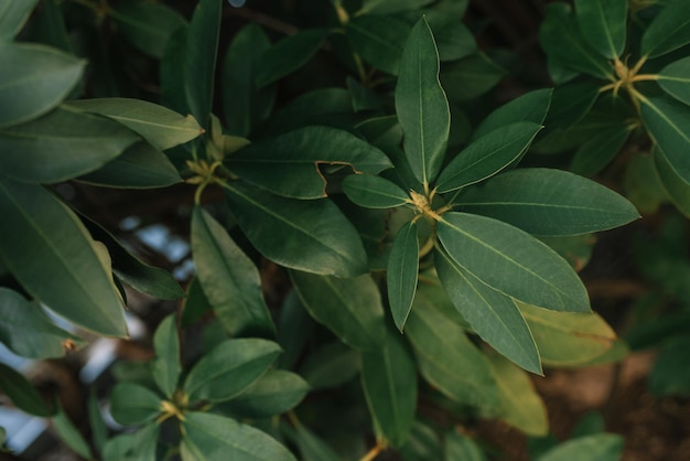 Verse groene bladeren van rhododendron-bloemboom