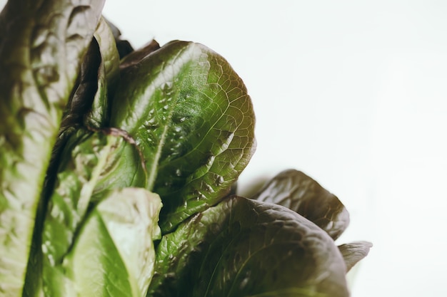 Verse groene bladeren van Romaine salade op witte achtergrond